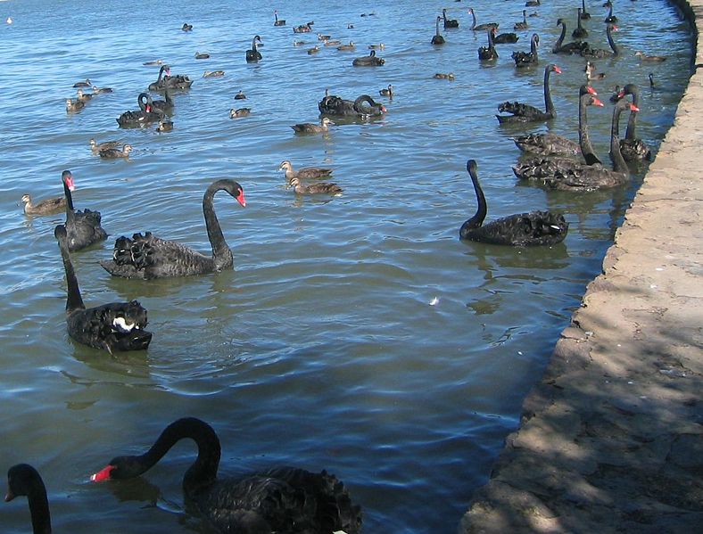 Black Swans
