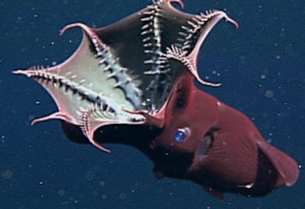 vampire squid vampire squid