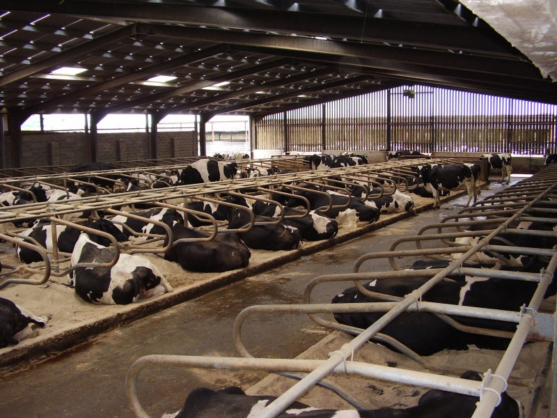 Cows in their cubicles